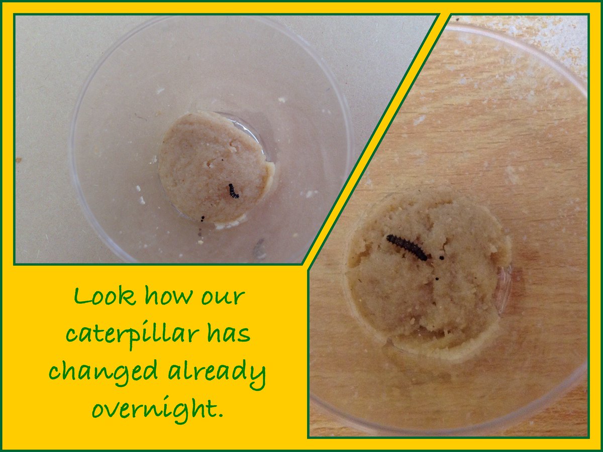 Wheeler_PS's tweet image. Have a look at one of our caterpillars.........it's already started to get bigger. #lifecycle @insectlore #redbase