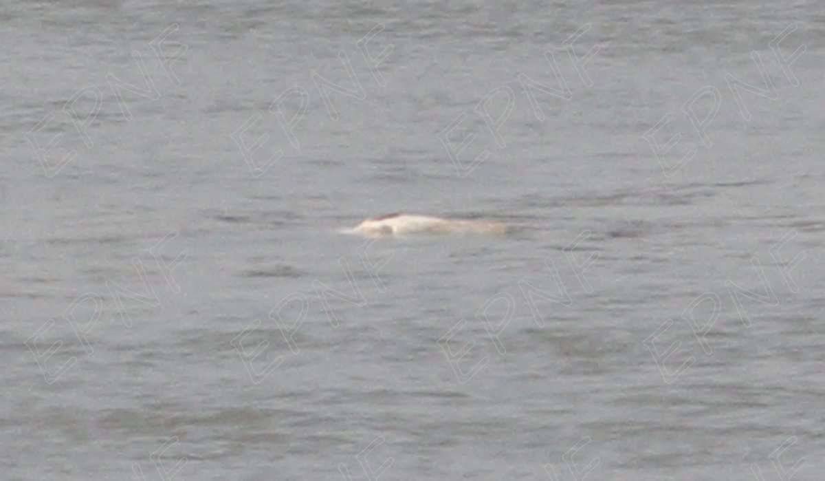 WAOSD_2408's tweet image. On April, 18, a team of @CBCGDF_China's #volunteers from the Enterpriser Photography Nature Foundation (#EPNF) recorded a #YangtzeRiver #Dolphin  (Lipotes vexillifer) on their field research and partrolling for freshwater #biodiversityconservation.