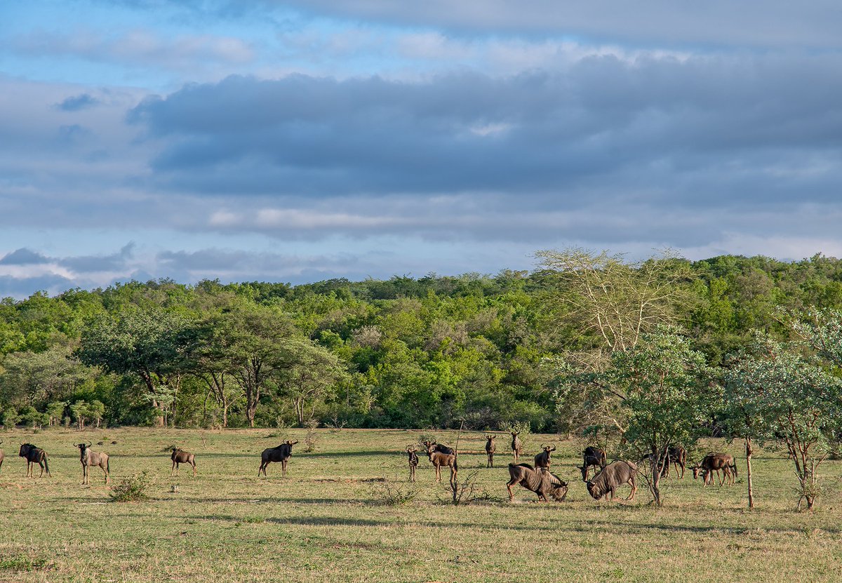 kaingo_reserve's tweet photo. "The poetry of earth is never dead." - John Keats.

So many beautiful spots to visit that it's just too hard to pick one... Come enjoy the beautiful landscapes, botany and scenery at Kaingo  Private Game Reserve.

Make your booking today! https://t.co/fToRFDum3u https://t.co/xgr2ubcQVr