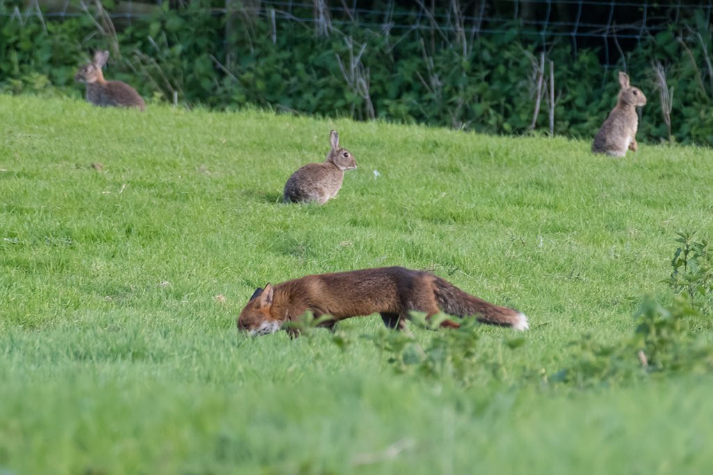 Pureflowers_'s tweet photo. Love where we live in Hartlebury, so much varied wildlife on our doorstep #WorcestershireHour #wildlife #wildlifephotography @Shefali_oza https://t.co/3g1QrWMzsj
