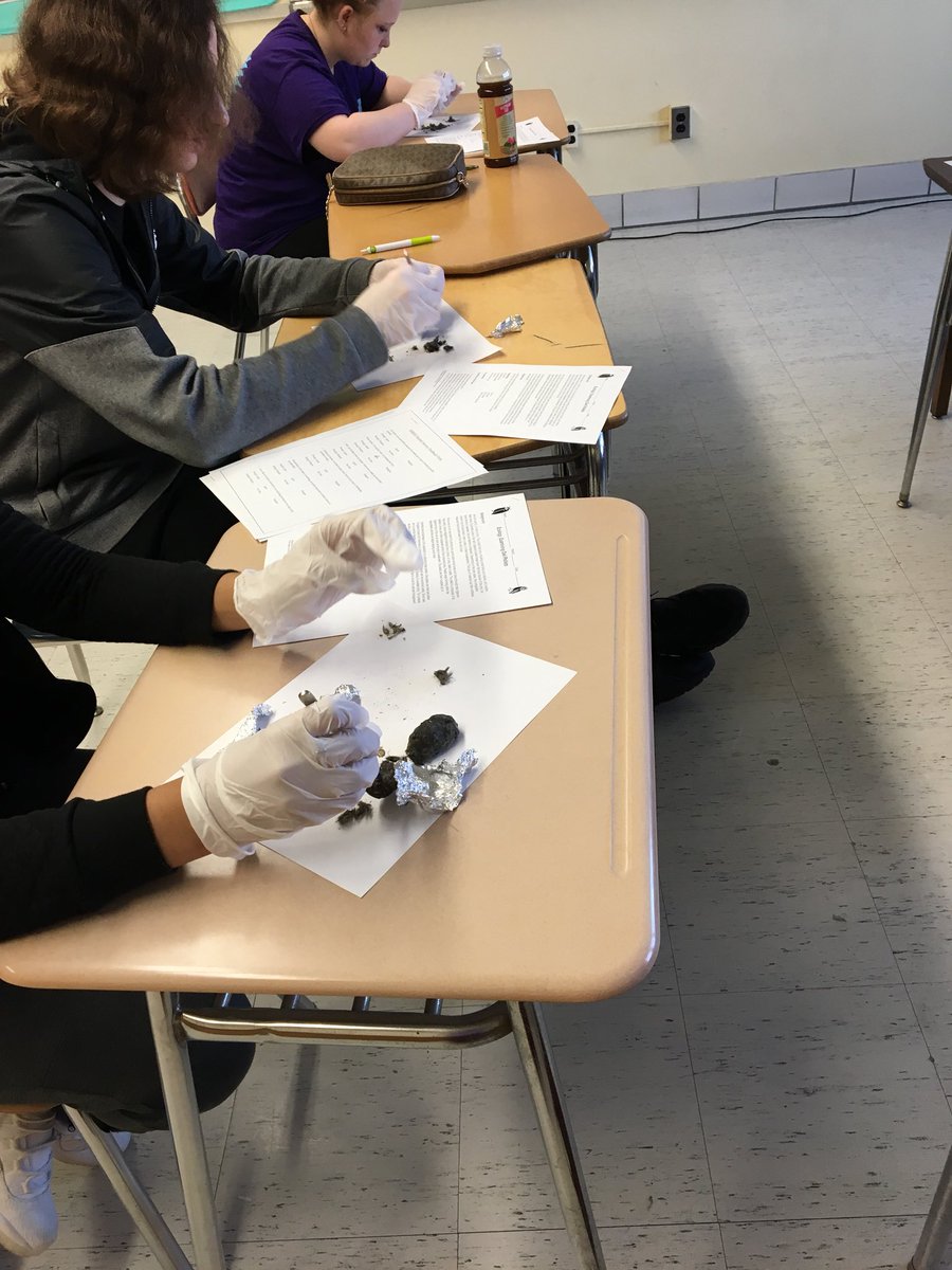 MrsBastienEB's tweet photo. Nothing grosses out kids more than dissecting owl pellets before 8am! https://t.co/699j7KkMR1