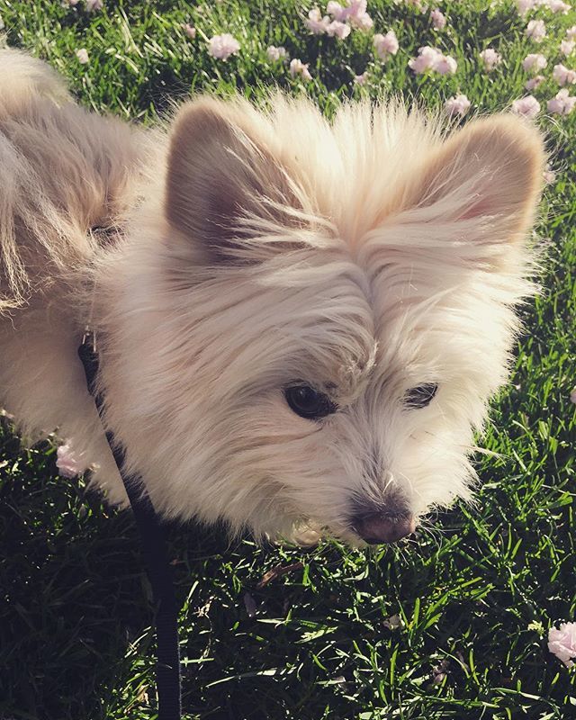KristenByers's tweet photo. Looking adorable in the grass on our walk this morning. #nigel #nigelgram #elevenyearsyoung https://t.co/4Y3ysw1Zsa https://t.co/1tfngHNNcA