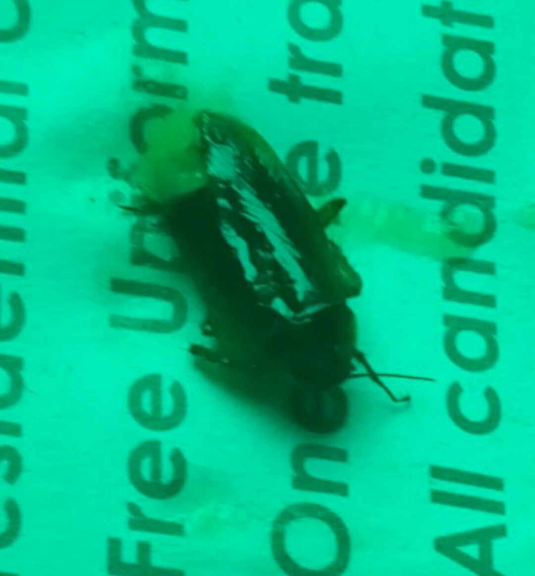 BireswarDG's tweet photo. @PiyushGoyal @PiyushGoyalOffc @narendramodi @MamataOfficial 
#Cockroach in #DurontoMeal #RudeBehavior by staffs of 12260  
Found a #Cockroach in the meal. Day by day, we are getting very poor food quality and quantity in Rajdhani, Shatabdi, Duronto etc.
#Who_is_Responsible? https://t.co/hPbeRnkoRY
