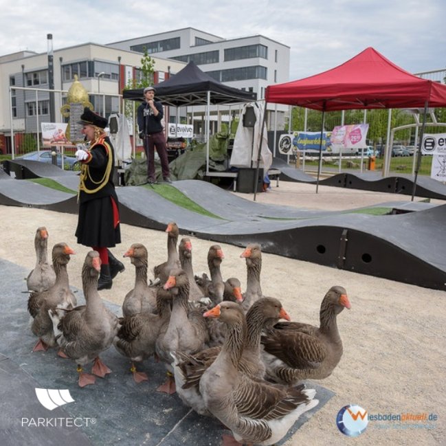 PARKITECT_AG's tweet photo. Wiesbaden inaugurating the new #modularpumptrack in style!  #allwheelsallages #pumptrackalicious #pumpnosis #pumptrack #geese https://t.co/cC5CDHH5nK