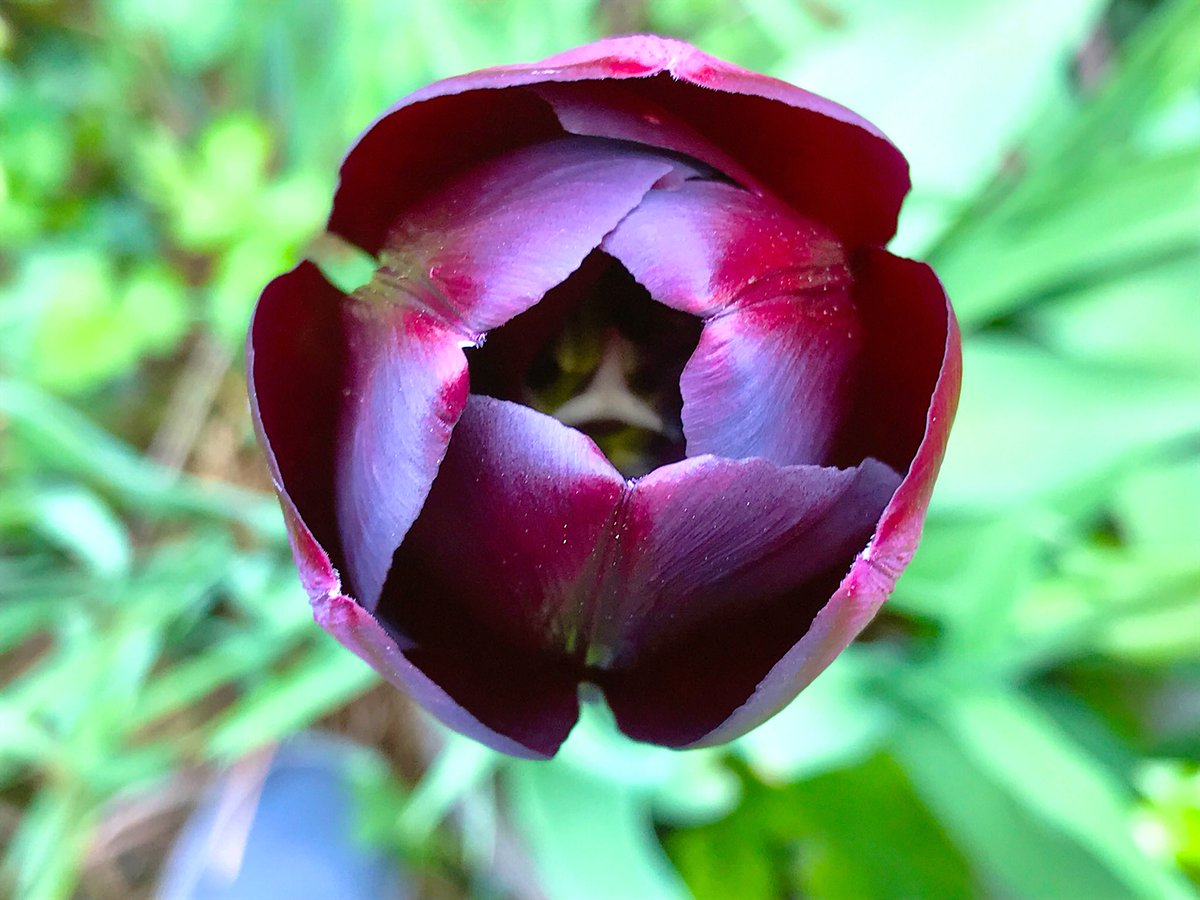 <a href="/NTWirral/">NTWirral</a> <a href="/NTAlderleyEdge/">NT Alderley Edge</a> Tulip for me