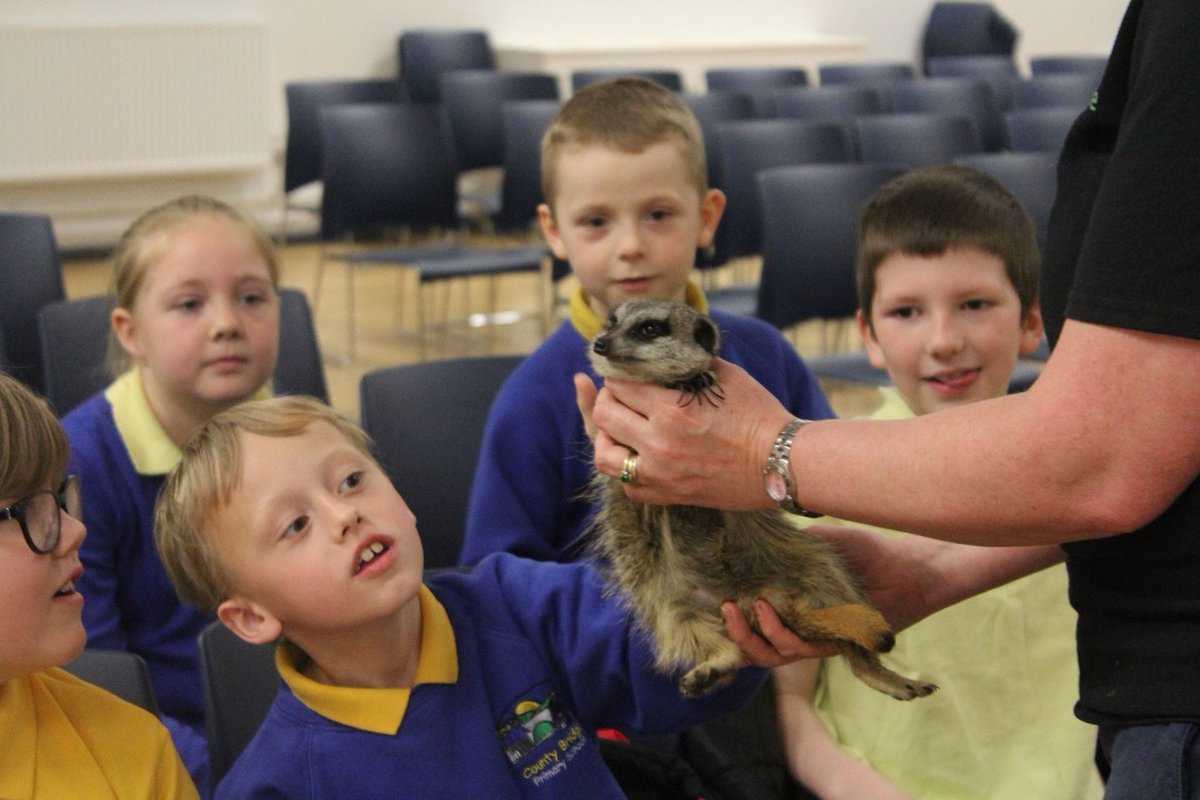 GADarlaston's tweet image. Throwback to our incredible time with the Animal Experience last week along with some of our local primary schools! Pupils from #CountyBridgePrimary were delighted to get to hold and stroke such weird and wonderful creatures! 😀 #Enthralled