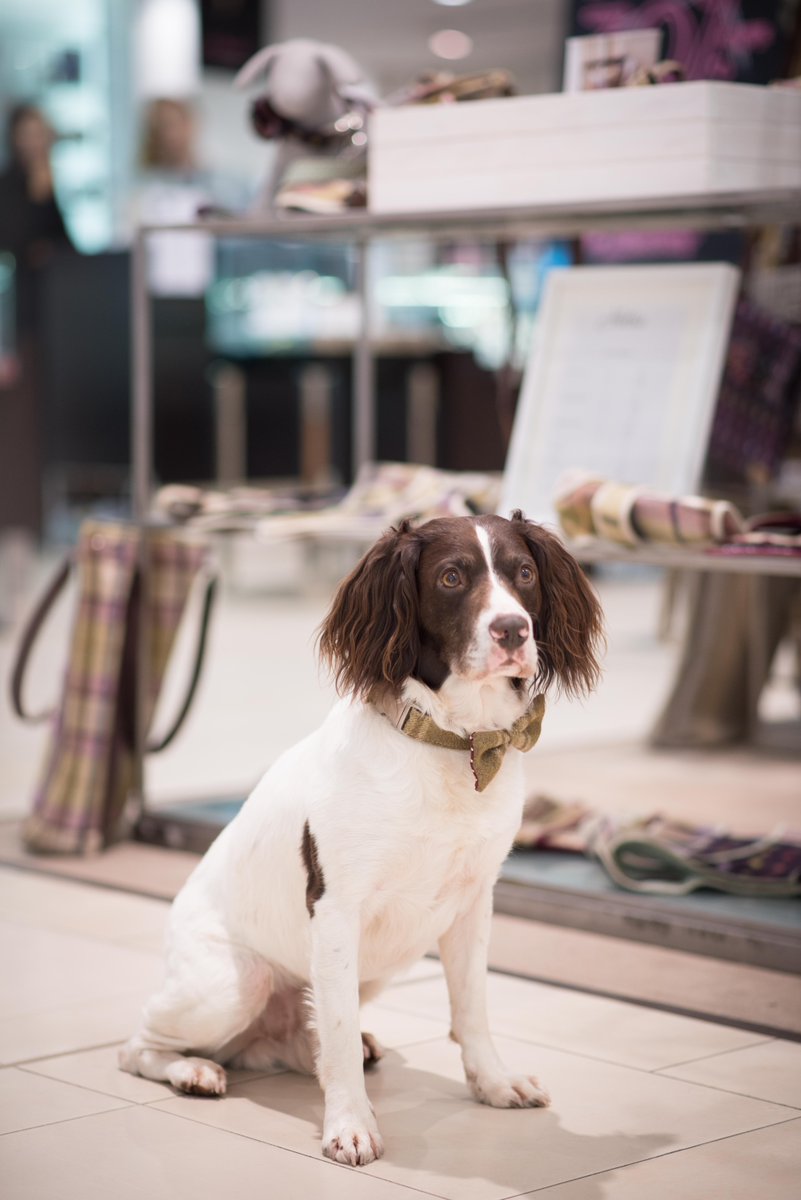 TheHettie's tweet photo. Thankyou handsome Alfie for being such a big help at our Pop Up in House of Fraser Birmingham last week. Clever boy ๐ #supermodellife #salesassistant #popup #woofwoofwednesday https://t.co/mCS3ZlM3hu