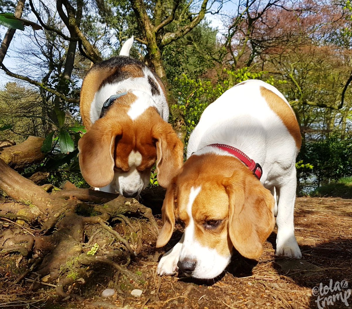 TrampLolaBeagle's tweet photo. We just saw a squirrel running up to this tree, but he has vanished now 🙄🙄🤯🤯🤣🤣💕💕
#beagles #mustGetFaster https://t.co/CYV8nAdDrz