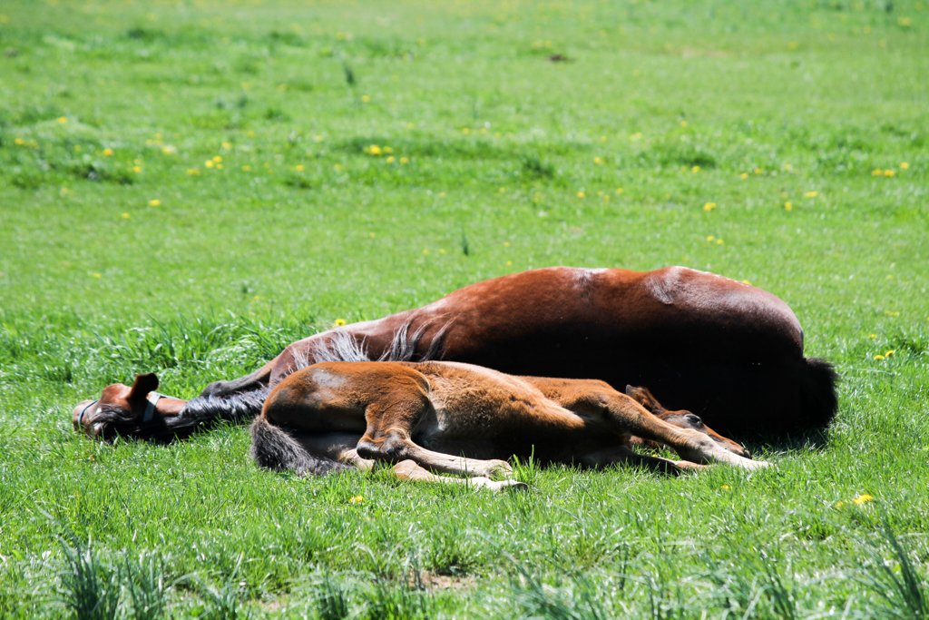 Hanovershoefarm's tweet photo. When life is just too much.... take a nap...
#spring #foals #HarnessRacing https://t.co/bdELzLJR5t