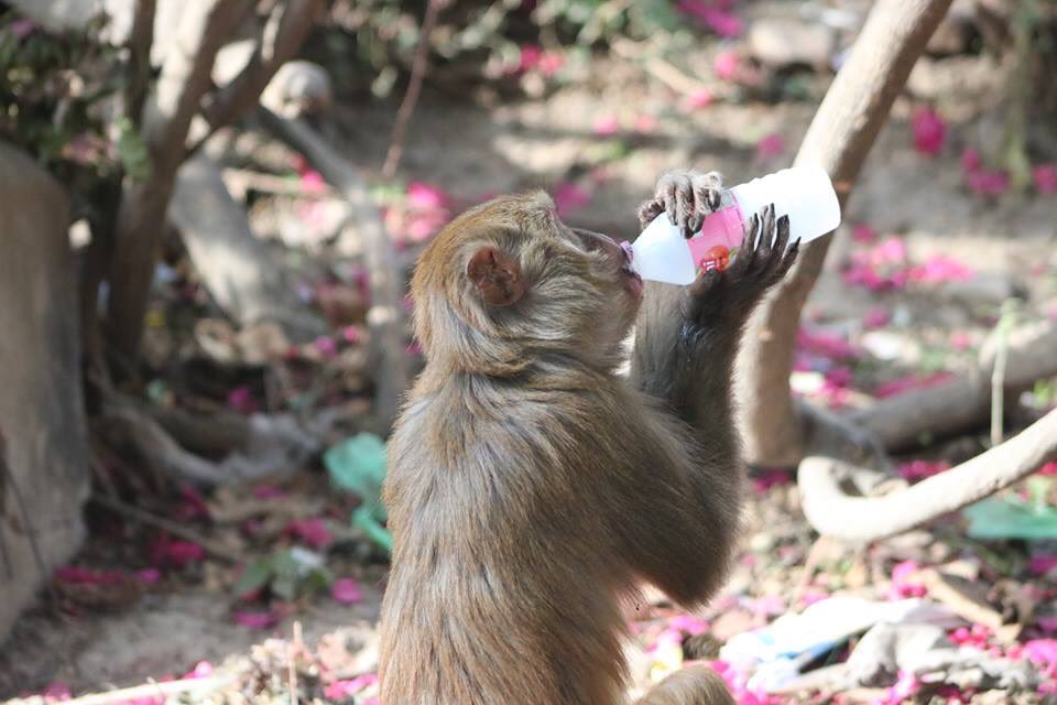 RONBupdates's tweet photo. Due to the polluted water of Kathmandu, monkey is also drinking juice :v :p #LikeHuman pic. Prabesh Kharel https://t.co/sgvY0r75az