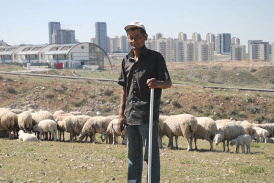 İncek'in 2 yüzü
Ankara’nın en değerli yerleşim bölgelerinden olan İncek’te yükselen lüks binaların gölgesindeki boş alanlar, koyunlara mera oldu.

inceklife.net/incekin-2-yuzu…

#incek #ankara #lüks #bina #yerleşim #köy #mera #NeDiyorduk