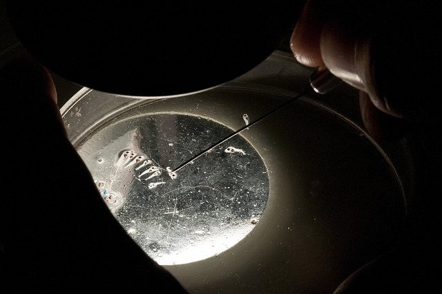 En el #DíaMundialdelAtún os hablamos del proyecto #BlueFinTuna: avanzamos en la aplicación de la #oceanografía operacional para la gestión y conservación del #atúnrojo en el mar Balear bit.ly/2HJMfQG 
En colaboración con <a href="/ieo_baleares/">IEO Baleares 🐟🪸🐙🦐🐬</a> #WorldTunaDay #OurOcean