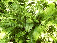 greenthumbfarms's tweet photo. Is soil erosion a problem for you?  The Christmas Fern might just be your answer.  Check out today’s Sodding Suggestions blog for more details.  https://t.co/Hwoccm8inC #nativesod #plantsomethingme https://t.co/L1Bzq649Or