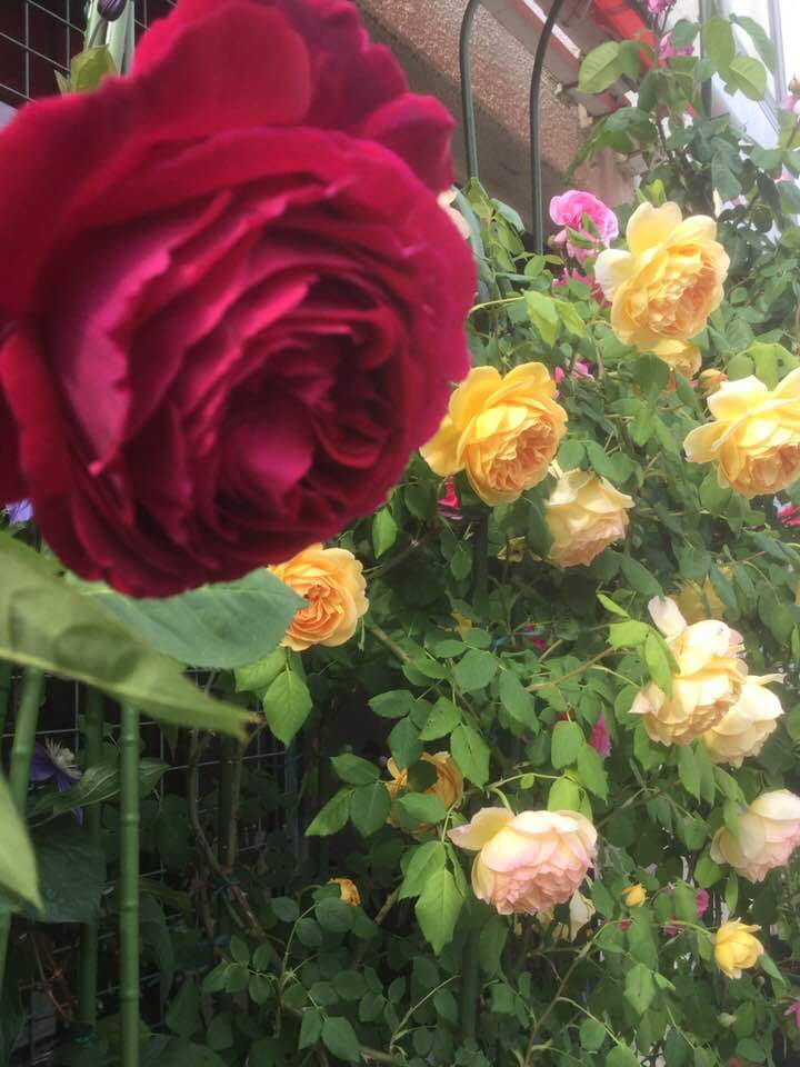 JabalyLoaa's tweet photo. https://t.co/sjxSGD1HuT