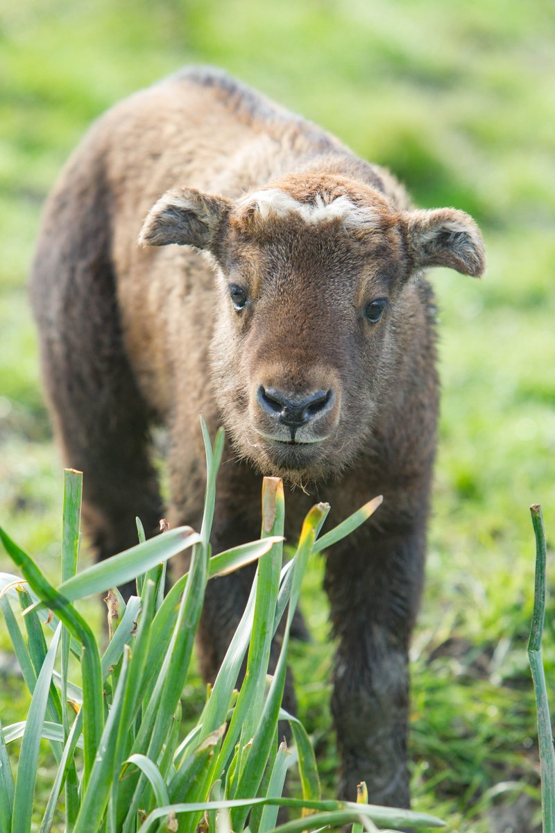 Lovely picture of our baby takin <a href="/portlympnepark/">Port Lympne Hotel & Reserve</a>