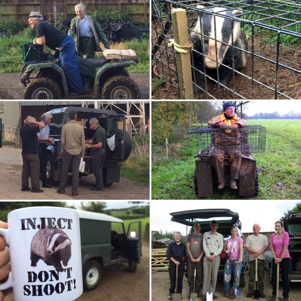 SomersetBadgers's tweet photo. We are looking for volunteers to help our team out during the busy badger vaccination season starting soon. Working across Somerset, Gloucestershire, Devon &amp; Wiltshire in 2018. info@somersetbadgers.org.uk https://t.co/yuMdj0oISb