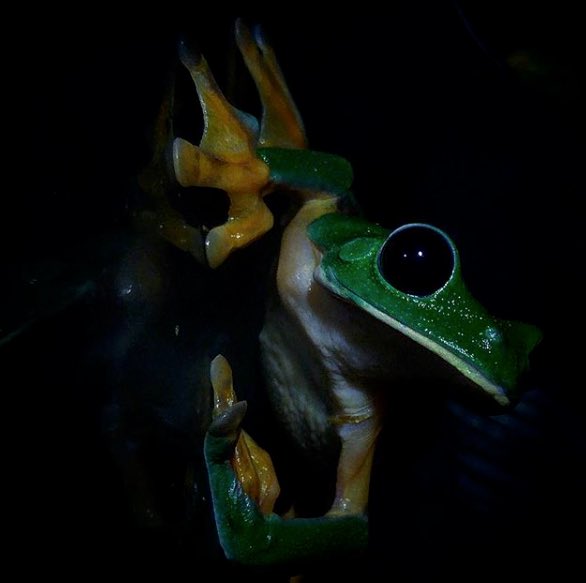 amphibianfound's tweet photo. Frogs were ninjas before ninjas made being a ninja cool. Just sayin'. ⠀ https://t.co/SURI2lYREu