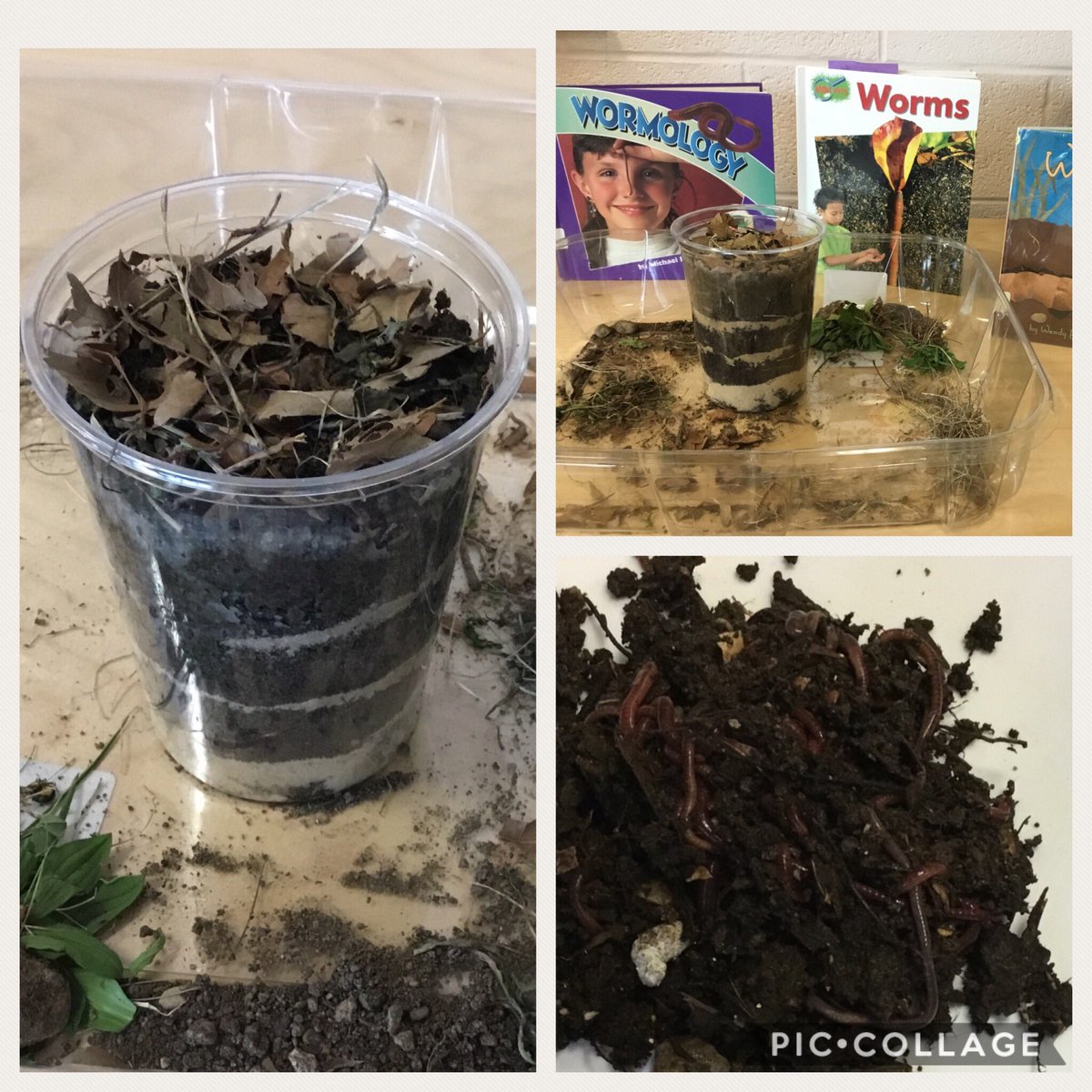 We have been busy learning about living things and our environment. To further learn and explore these concepts we built a wormery. Our class can’t wait to see how these living things help our environment.