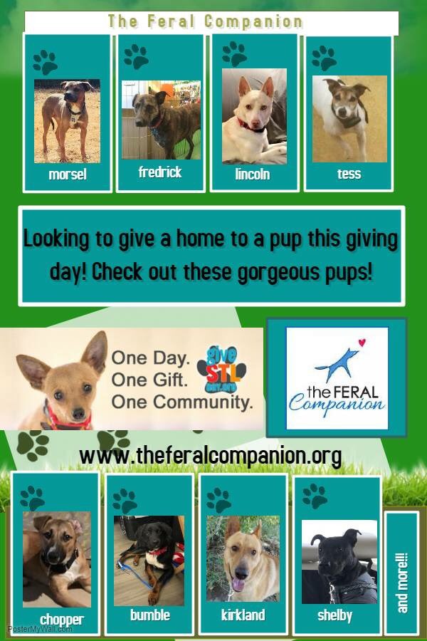 FeralCompanion's tweet photo. Check out some of our pups up for adoption! #tfcdogs #adoptaferal #donateforferals https://t.co/PiQ4XFCHnQ