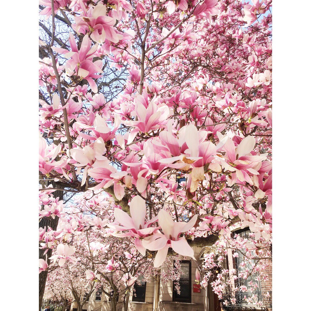 KeywanCatherine's tweet photo. It’s finally spring in #Boston! https://t.co/VRNPQmSF82