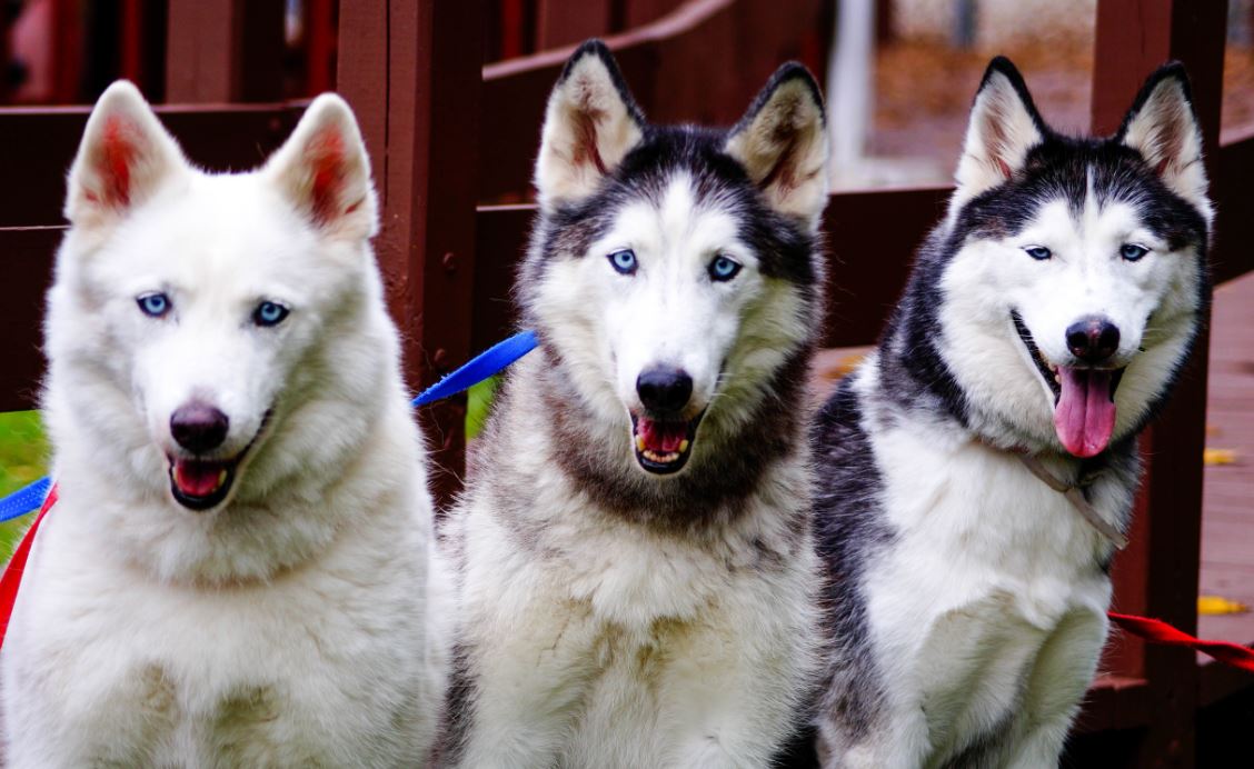 Kennelwood's tweet photo. #WednesdayWisdom Siberian Husky: Loyal, Outgoing, Mischevious #WeLoveDogs #StLouis #Missouri #Illinois #SiberianHusky #SledDogs @dogcelebration @WeLoveDogsUSA @coolestdogsclub #PetMatchmaker #petphotography #Pawprints @akcdoglovers #Huskies🐾🛷 https://t.co/S7eJVqzh7M