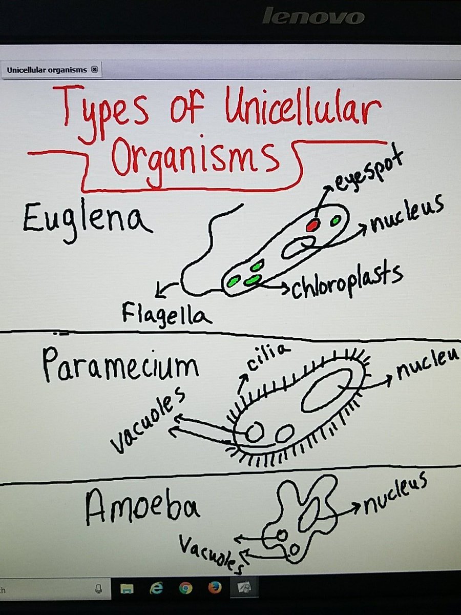 Investigating unicellular organisms @SedgeGardenES #AlwaysRecordingOurFindings #WeDoScienceWell #HandsOnMindsOn