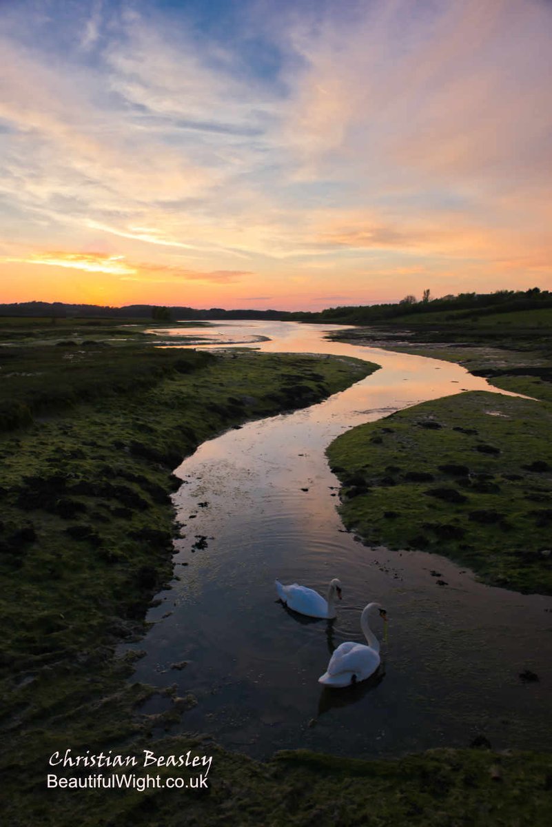 BeautifulWight's tweet image. Swans at Newtown  - a balmy evening earlier this week.  @IsleofWightNT @iwcponline @on_the_wight