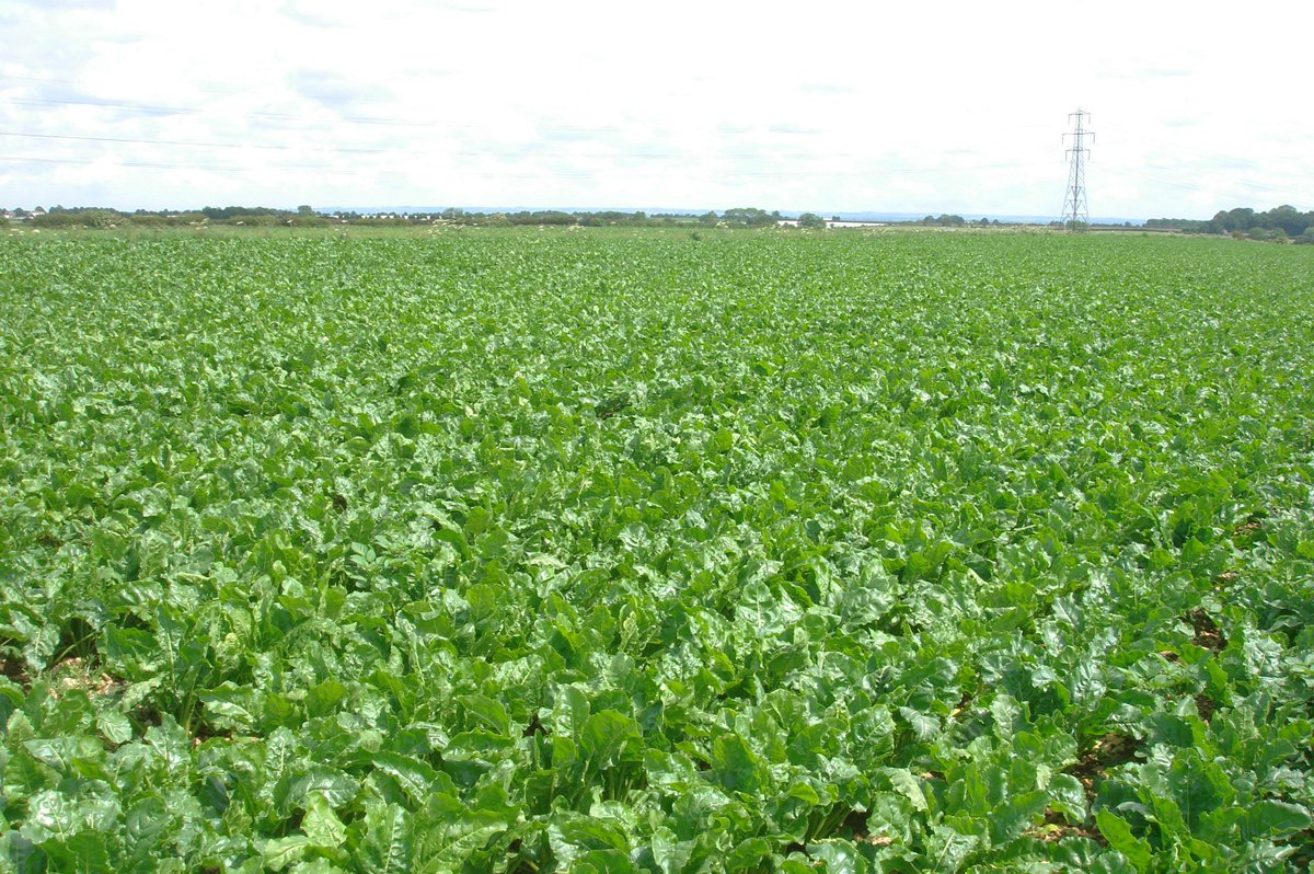 LGSeedsUK's tweet photo. New sugar beet varieties show increases in yield 👉 https://t.co/fiGVkpJ2U0 #sugarbeet #breedingadvances https://t.co/pVFiZ3Ya7q