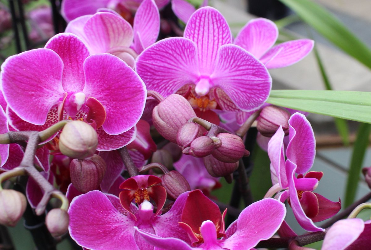 RabyCastle's tweet photo. If you love plants and gardening you'll enjoy two fabuloue events we have lined up this month @CoDurhamHour #gardening #plants #events #daysout #countydurhamhour https://t.co/ShWdWK7KwB https://t.co/GP4sVlf1qG