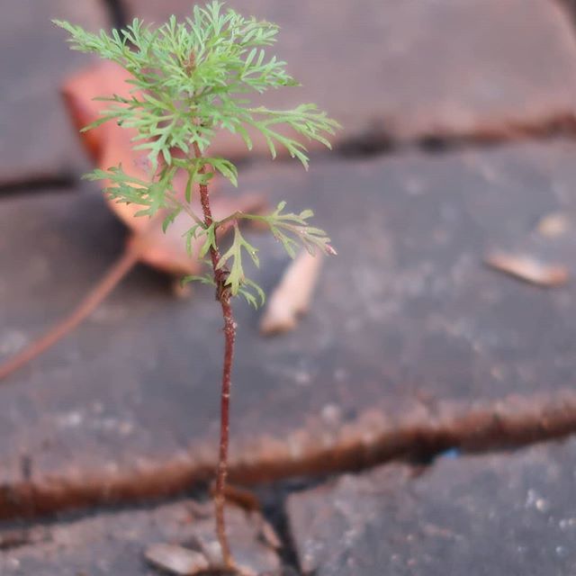 cluelessronin's tweet photo. The little tree that could... Basically me during these last few days of school. 
#photographylover #justgoshoot #visualsoflife #amateurphotographer #amateurphotography #scenesoflife #myviewoflife #photooftheday #photoofmyday #instaphoto #sliceoflife #mi… https://t.co/vwacempHW2 https://t.co/zmtaxTM4iO