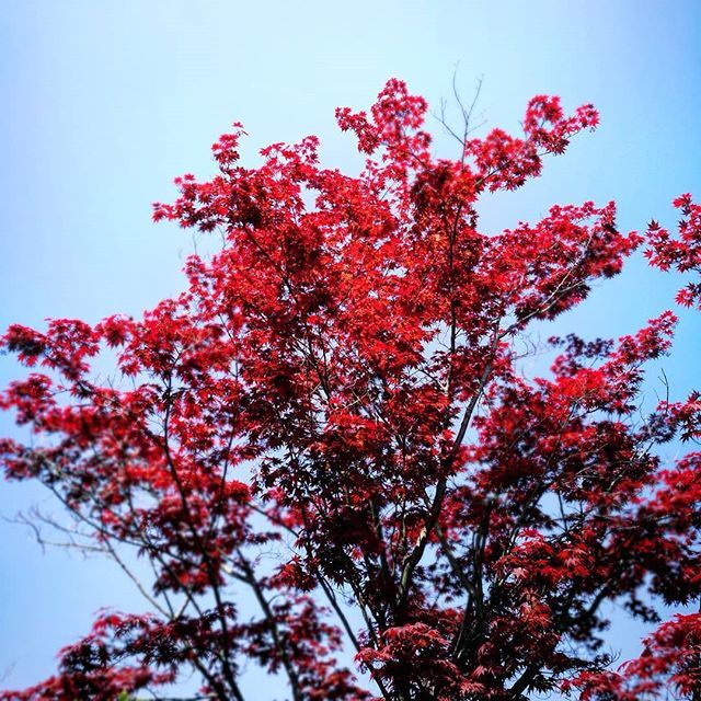 vale_fumo's tweet photo. { Sfrontatezza }

#trees #tree #redtree #spring4igers #blue ##nature #sky #beautiful #pretty #twilight #beauty #light  #skylovers #weather #day #red #mothernature https://t.co/grKFIb2eNE https://t.co/HdUezyz8kA