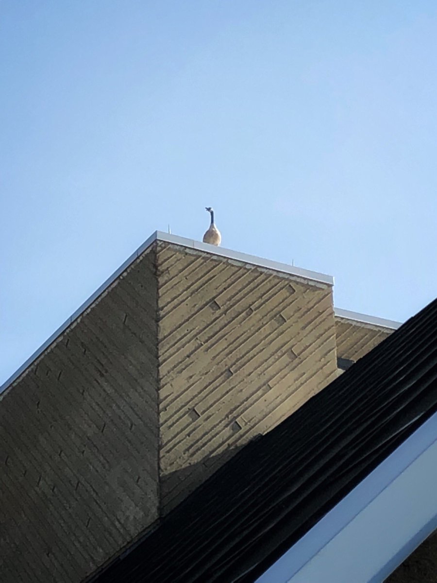 NKUSCRA's tweet photo. Roof goose is calling out from the top of @Steely_Library: “Just a few more days to summer, #NorseNation!” #studystrong #finishstrong https://t.co/hQxFfIo442