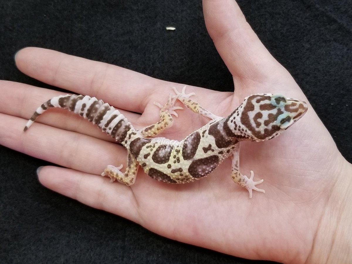 かねだい 海老名店 ロンドンレオパより マックスノーチョコバナナ入荷しました 写真では分かりづらいかもしれませんがとても可愛い色合いです ﾉ