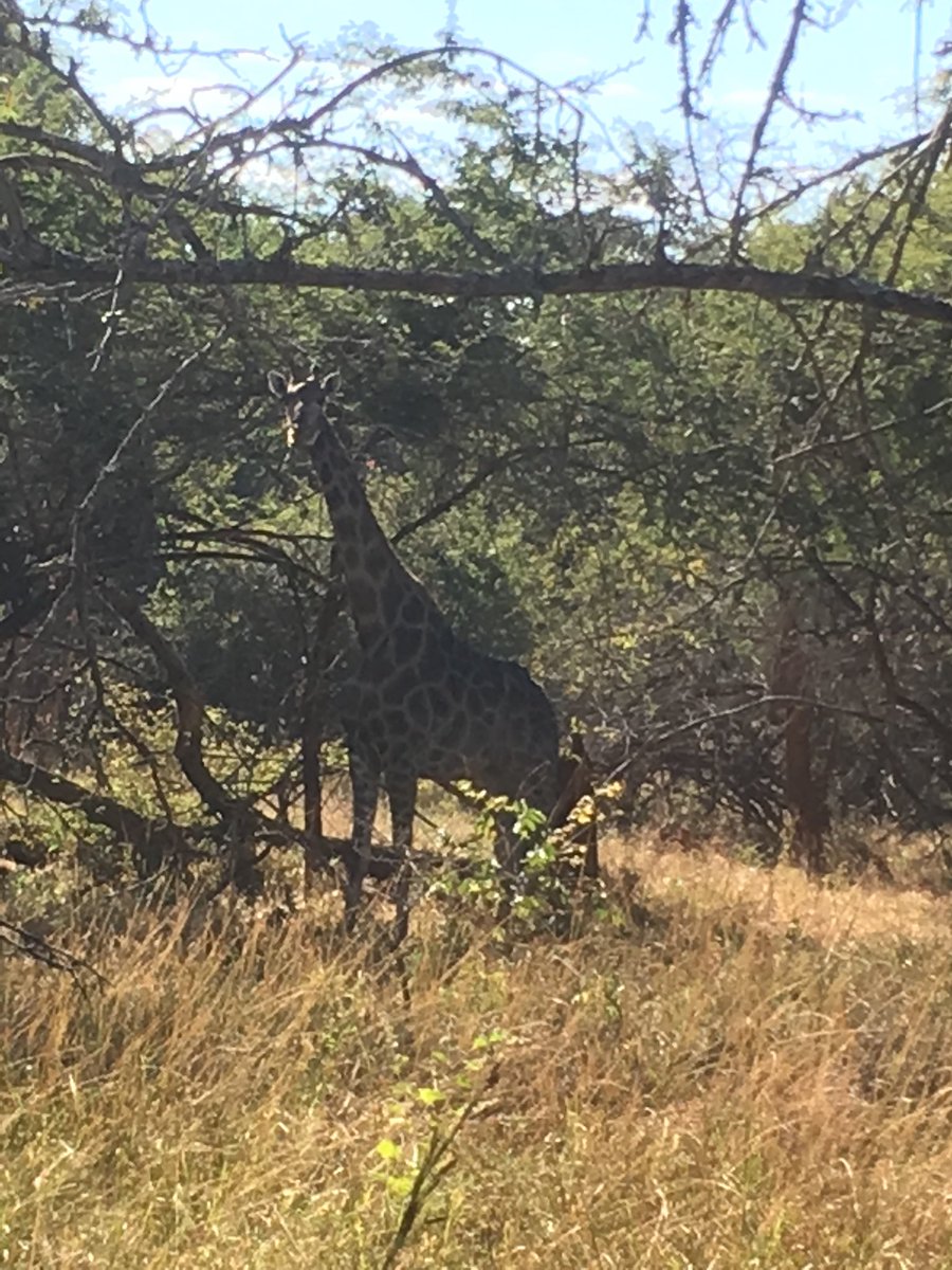 MS_VoiceWorks's tweet photo. Some amazing pics from VoiceWorks in Zambia #mslearns #ISB https://t.co/pJfuRMSEwi