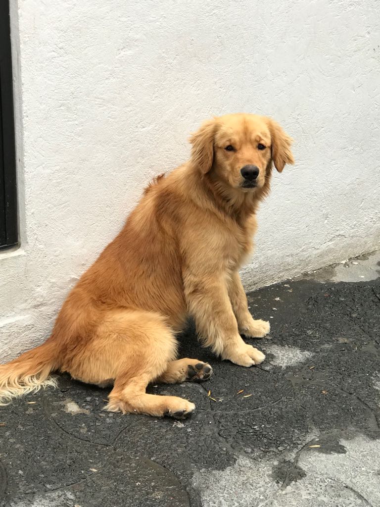 paco_rodriguez's tweet photo. Me encontraron en Iztapalapa,mis dueños deben estar muy tristes,me ayudas,por favor? Información 5539003319 @supercivicosmx @MascotasSismo https://t.co/FnjfadewFe