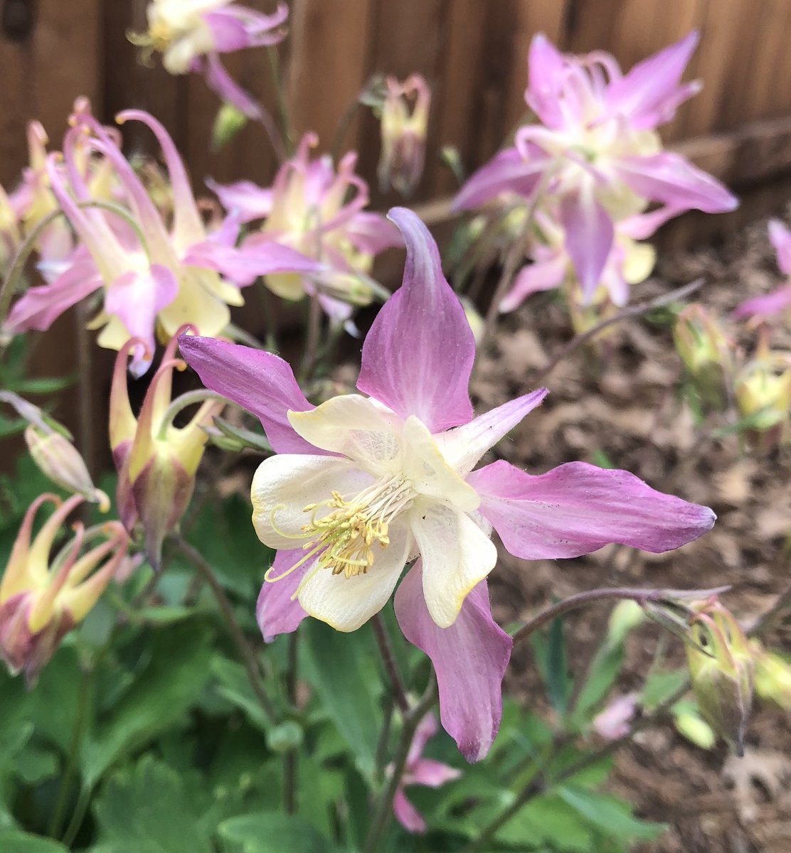 LeeCDavenport's tweet photo. When I can’t sit at the computer editing photos any longer I come out and sit in my new mountain woods garden. Pink &amp; White Columbine &amp; Purple Woodland Flax.  #yungPl@ntBoss https://t.co/9nJXBUpatA