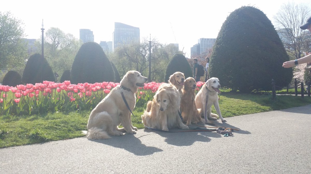 OnlyInBOS's tweet photo. Half hour late to a meeting because there are 5 goldens having a photo shoot in Boston Public Garden... https://t.co/6K9saF7Y0t