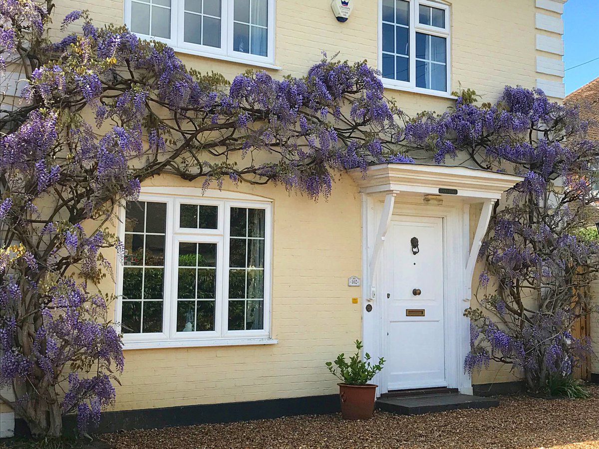 Wisteria Love 💖 #wisteria