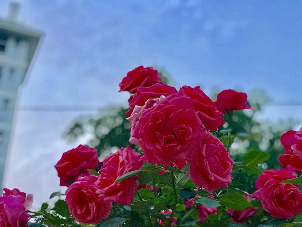 mountain_gooner's tweet photo. Every Rose has its thorns! 
#Poison #Flowers #NorthCalling #ChinaDiaries https://t.co/FEMPtJEUOq