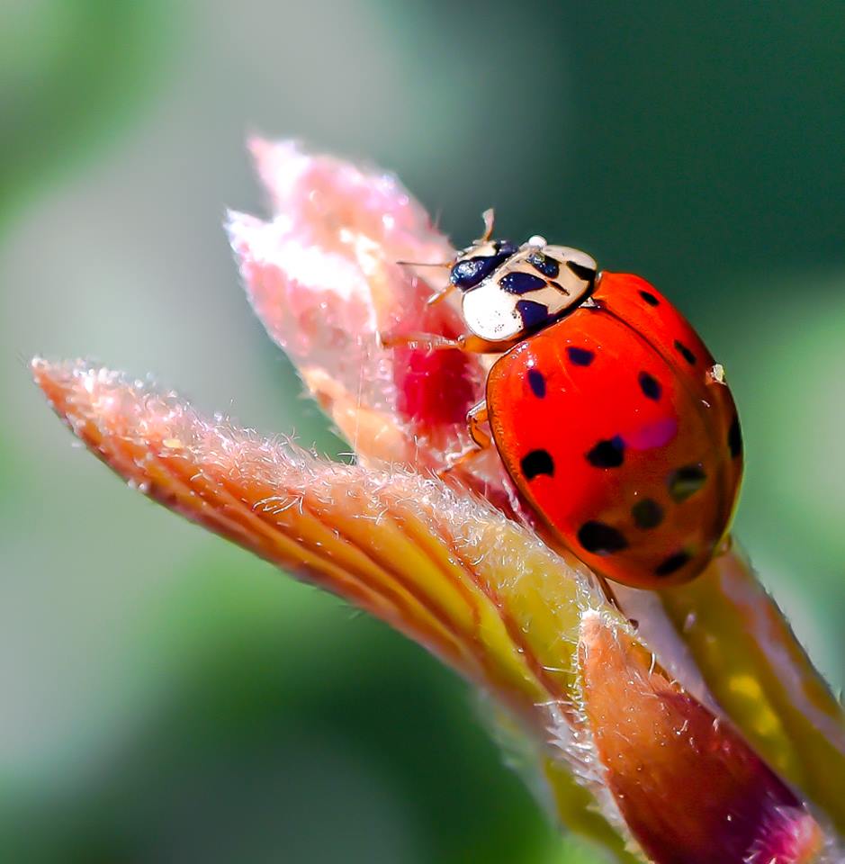 TamronUK's tweet photo. Repost 📷: Paul Yates used his #Tamron 90mm Di VC USD f/2.8 Macro model (#F004) to capture such remarkable detail in these insects. #TamronUK #Tamronlens https://t.co/I4SzECR9bH