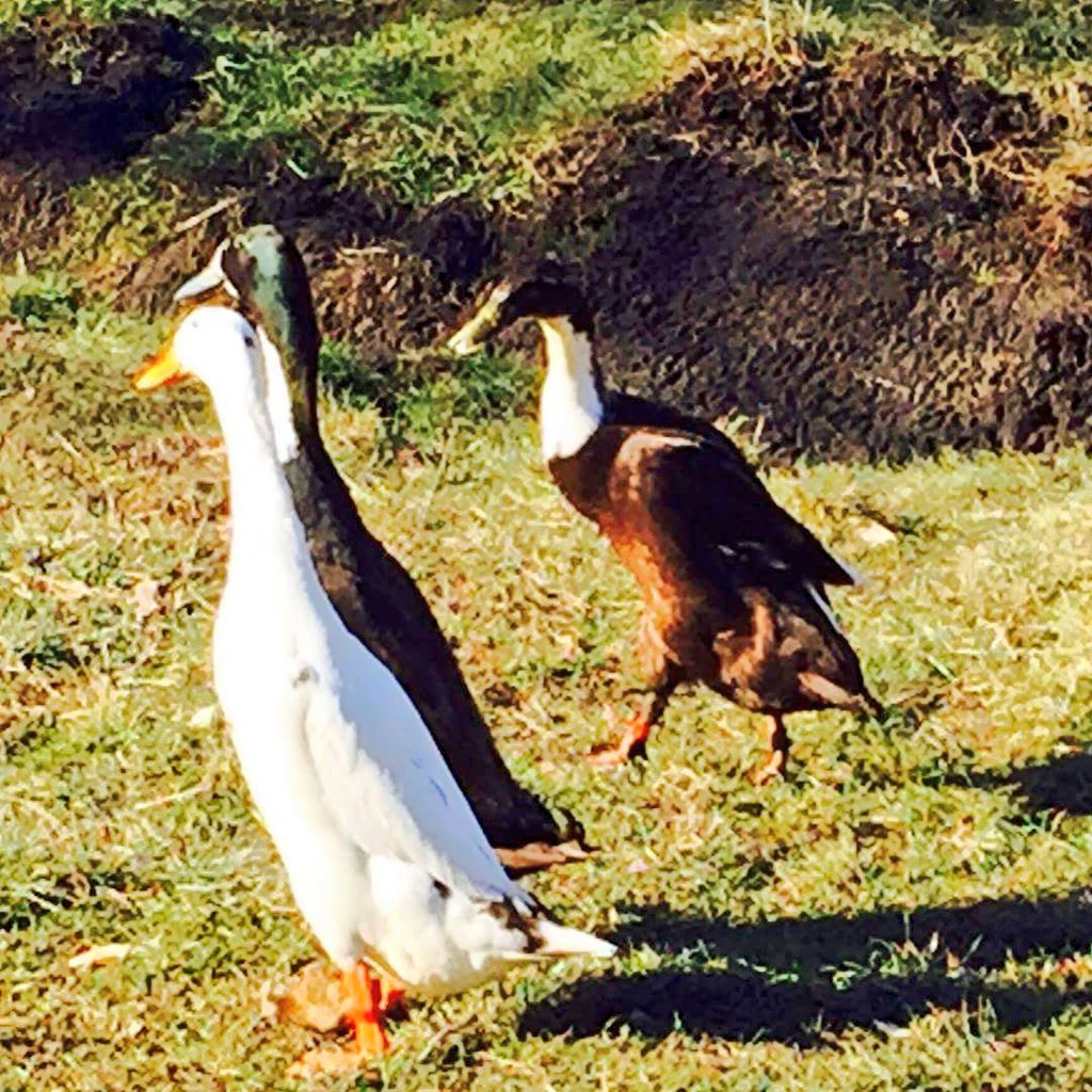 It's not all hard work <a href="/battlecroftfarm/">Battle Croft Farm</a> setting up a #livestockproofing farm for training clients dogs on #livestock #diversion with #ducks #chickens #sheep #lambs . Still time to enjoy the farm <a href="/SgtTomCarter/">SussexWildlifeSgt</a> <a href="/KatyBourne/">Katy Bourne OBE</a> <a href="/sdnpa/">South Downs National Park</a> <a href="/NFUSouthEast/">NFU South East</a>