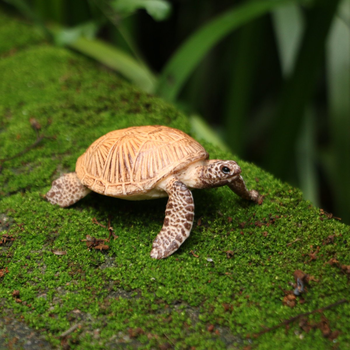 ukenntoys's tweet photo. When I took this photo, someone asked me a question.
Is this turtle your pet?
Sorry, this is just a toy.😂😂
#animalcollections #toys #pet #animal #gifts #surprise https://t.co/HTuy3ESsrA