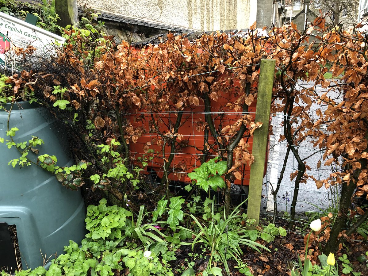 weed_removal's tweet photo. #GiantHogweed growing at the base of a hedge near a compost bin. Thankfully it won’t reach maturity and spread seeds into the compost 💦🍂 https://t.co/YJq0jTtD7G