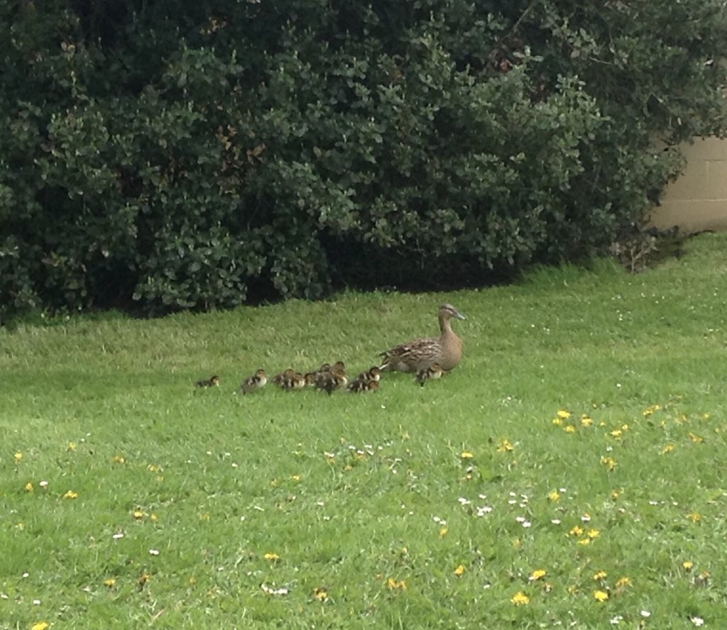 hayesie83's tweet photo. 5 little ducks went swimming one day..well, actually there were a few more than 5! Watching the new @BathSpaUni resident ducklings was the highlight of our walks with @BathSpaNursery babies this week. #forestschool #outdoorlearning #ducklings https://t.co/eODM1nOFOJ