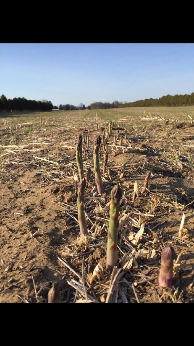 onasparagus's tweet photo. Spears coming up all over at Sandy Shore Farms! Its almost time for harvest! #gus2018 #healthyeats #eatlocal #itsalmosttime @FoodlandOnt @ontag @NorfolkCountyCA https://t.co/qlnmMSUM0L