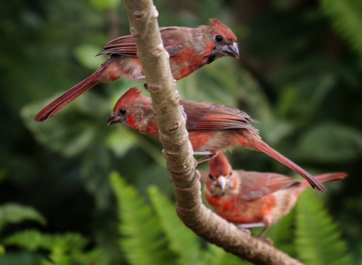 #cardinals #femalecardinals #birding #gaggle #backyard #humpday #florida @CanonUSAimaging @wpbf_sandra