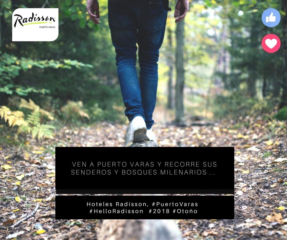 radissonpvaras's tweet photo. Hoy te invitamos a recorrer los bosques de nuestro sur... respirar aire fresco y vivir la naturaleza... te esperamos en #PuertoVaras #HelloRadisson #Otoño #Bosques #Naturaleza #Vida #Relajo https://t.co/CpHhnwXUq3