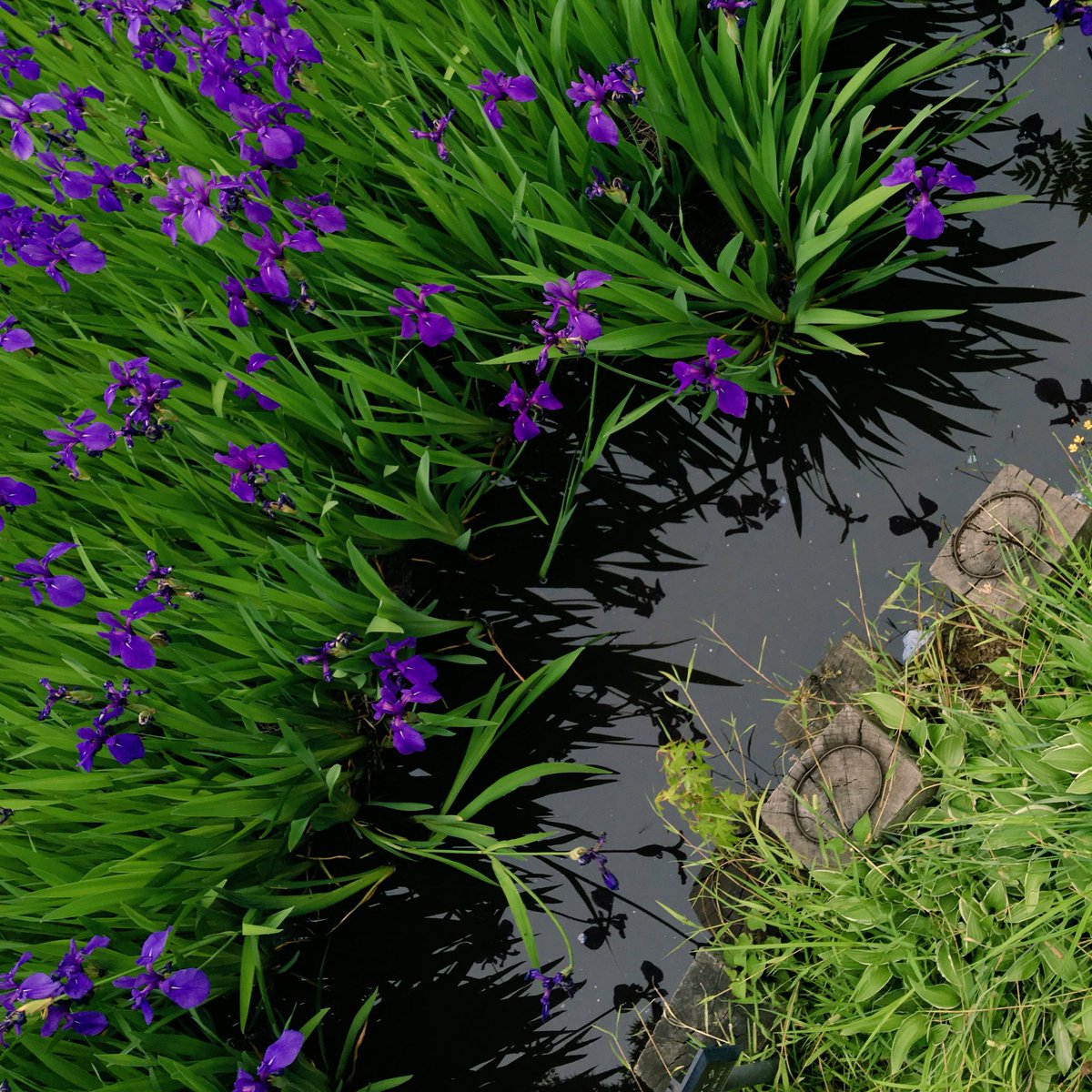 이 즈음 네즈미술관에서 볼 수 있는 보라색(제비붓꽃)