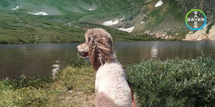 Bayeranimalhealth Us On Twitter Think Poodles Are