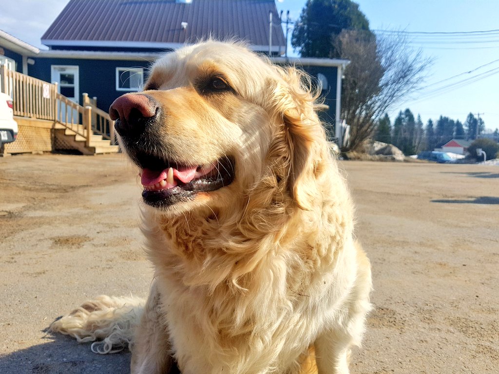 teacaketravels's tweet image. I'm in animal heaven! Can't we all just have our own Canadian farm and be self sufficient?! 😀🤘🇨🇦
#quebecbythesea #quebecoriginal #Travel